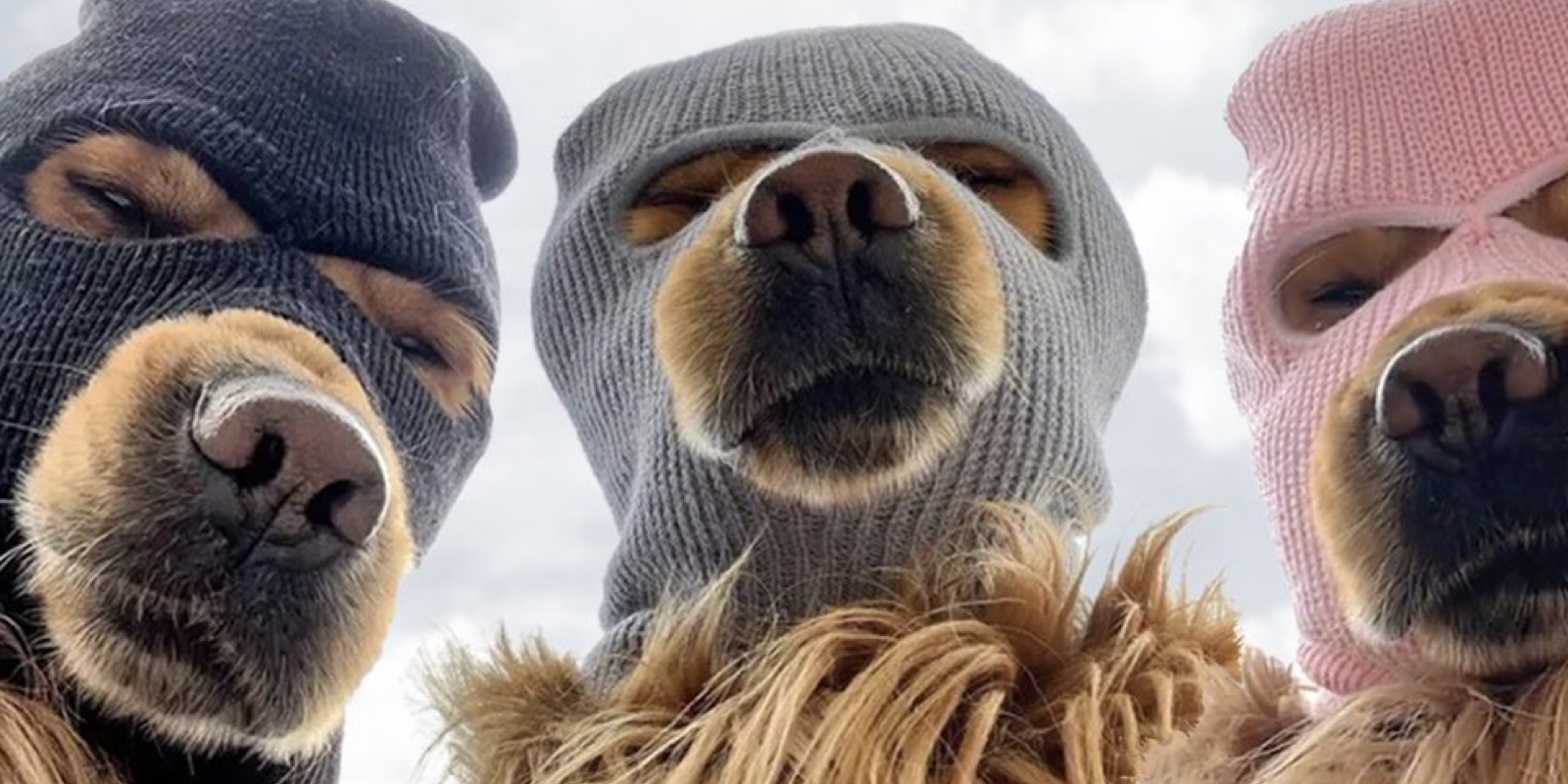 Ski Mask Dog (SKI): The Rising Meme Coin on the BASE Chain