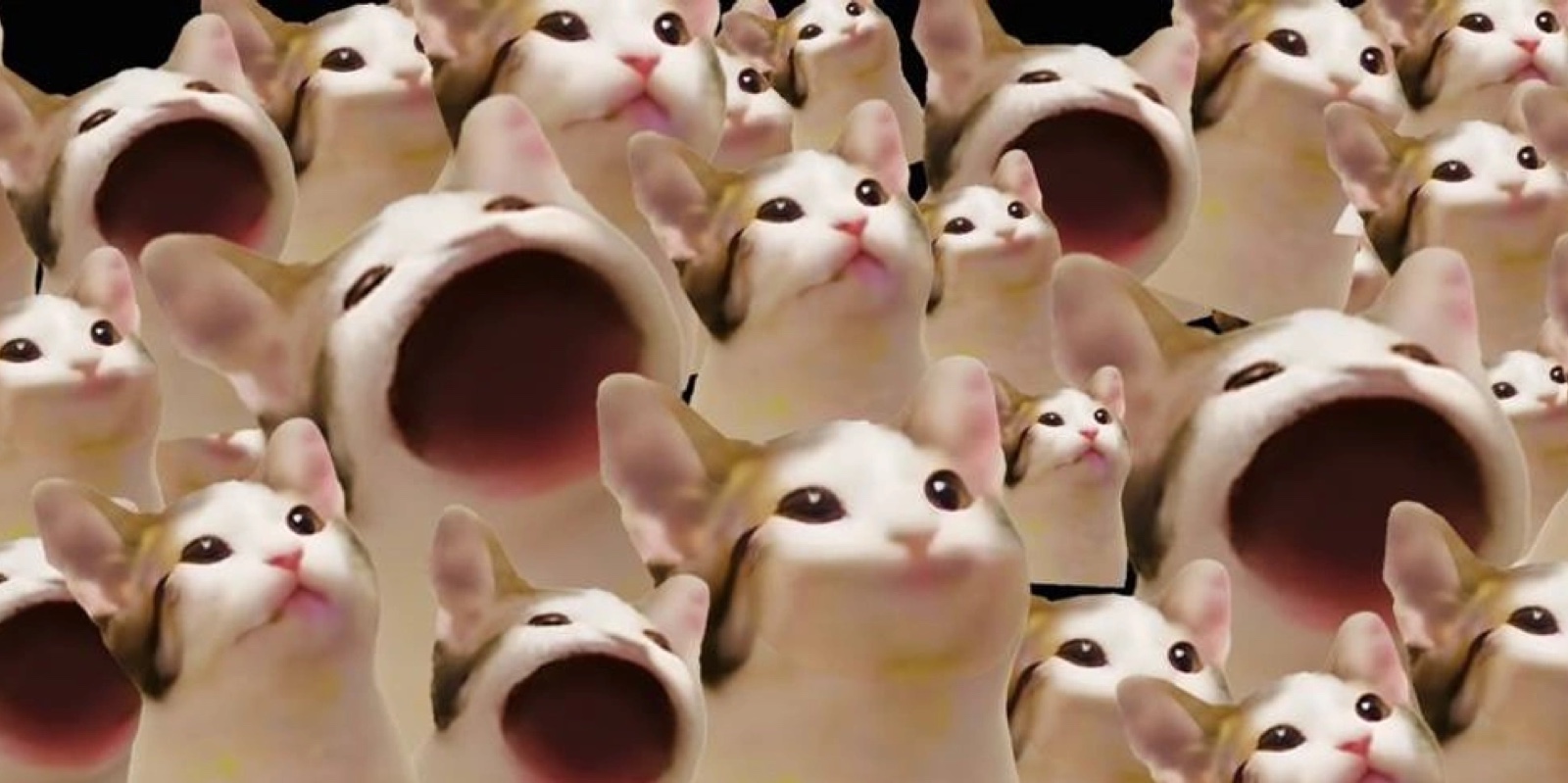 توكن Popcat (POPCAT): دليل شامل لعملة الميم على سولانا