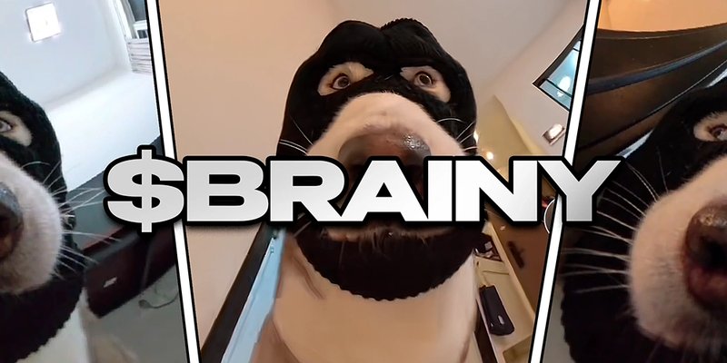 BRAINY Token: Solana's New Meme Coin Sensation - Is It the Next Big Thing?