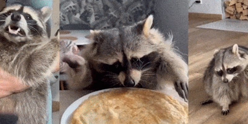 TEMA Token: Unpacking Solana's Viral Racoon Meme Coin - Price, Market Cap, and More