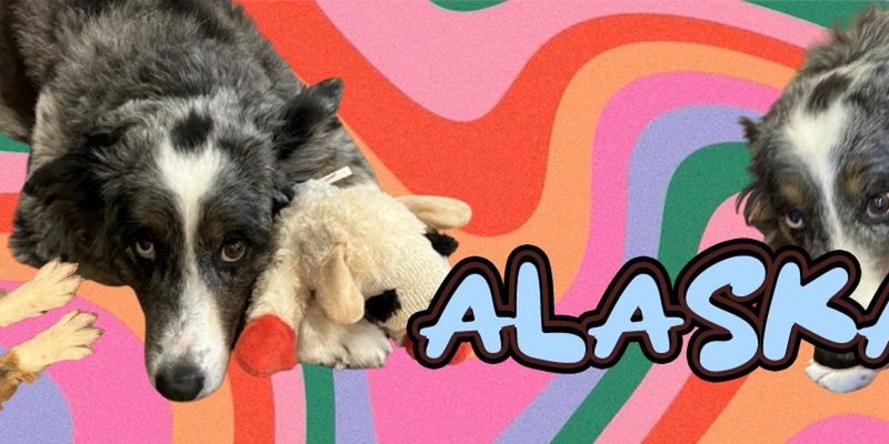 ALASKA 代币：解析 Solana 迷因币的皇室血统