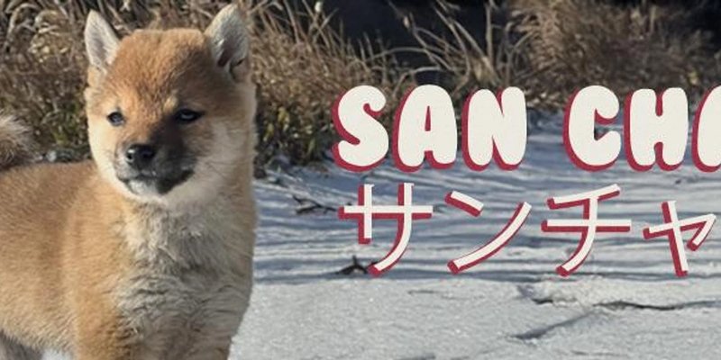 San Token：探索受《幽灵公主》启发的 Solana 最新 Meme 币热潮