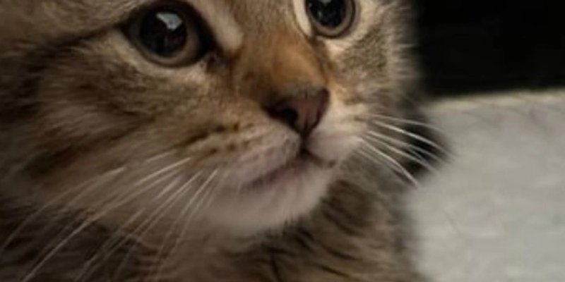 Solana LUNA (Lynk's Cat)：席卷加密世界的 Meme 币？ - 新手指南