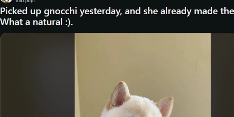 Solana 上的 GNOCCHI Token：这枚 Meme 币靠谱吗？