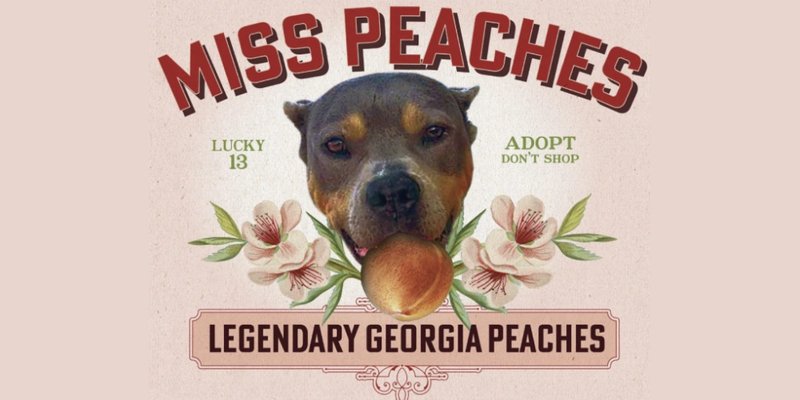 Solana上的蜜桃币 (PEACH)：这款水果 Meme 币是否值得摘取？