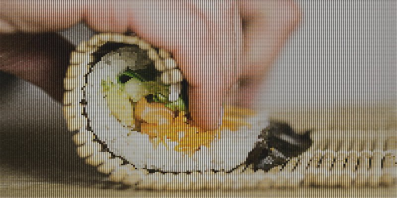 Meme Coin Fees Got You Down? Based Rollups Might Be Ethereum's Layer-2 Fix!