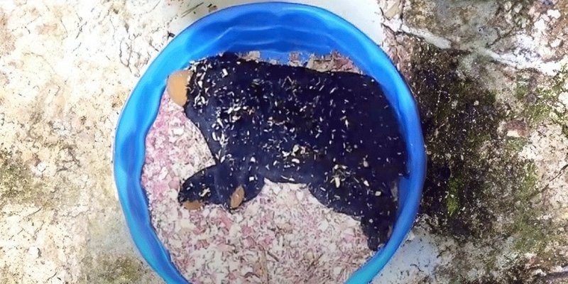Solana上的BEARS代币：探索Meme币热潮与BEERBEAR替代方案