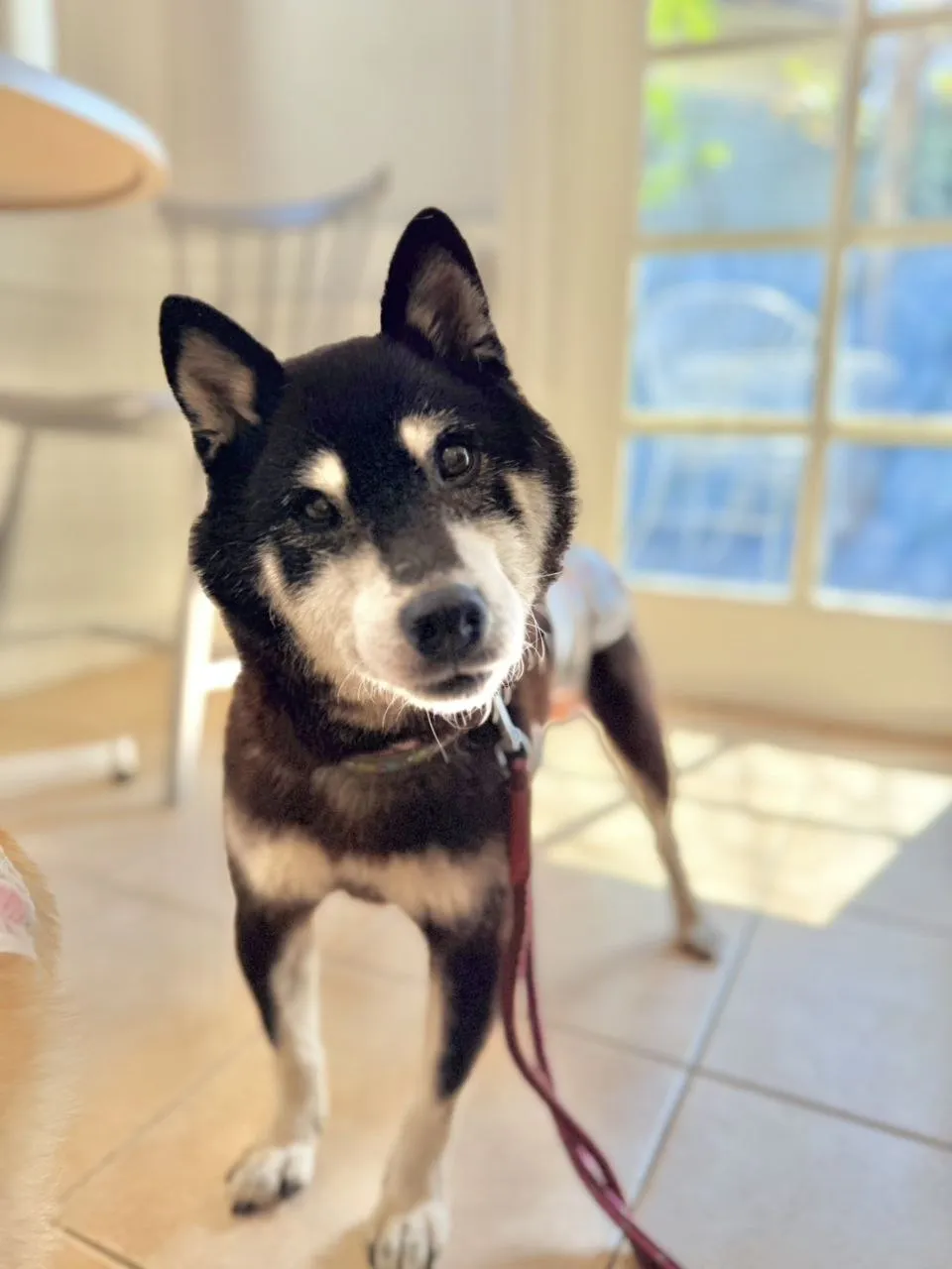 Cocoro and Neiro, two Shiba Inu dogs, in a pet stroller
