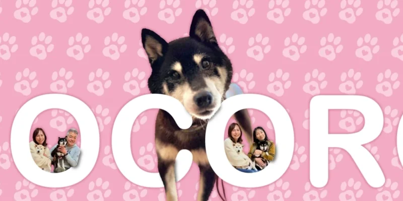 SolanaのCocoroトークン：Meme Insiderによるコミュニティコインの詳細解説