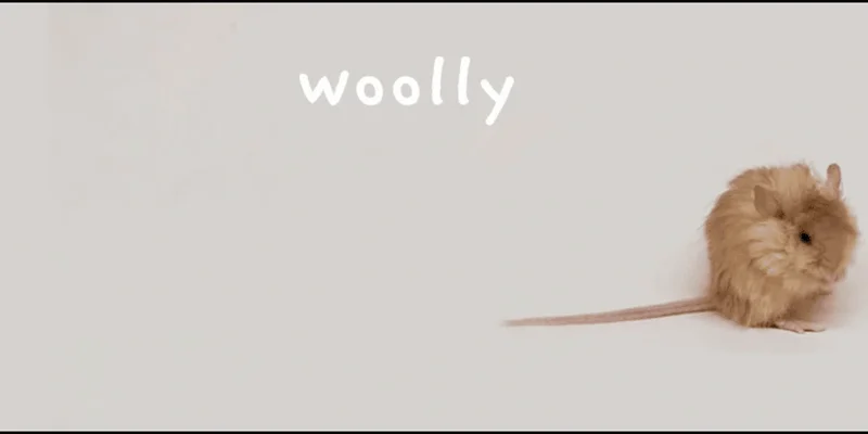 رمز WOOLLY: أحدث ضجة للعملات الميمية على Solana - هل هو آمن؟