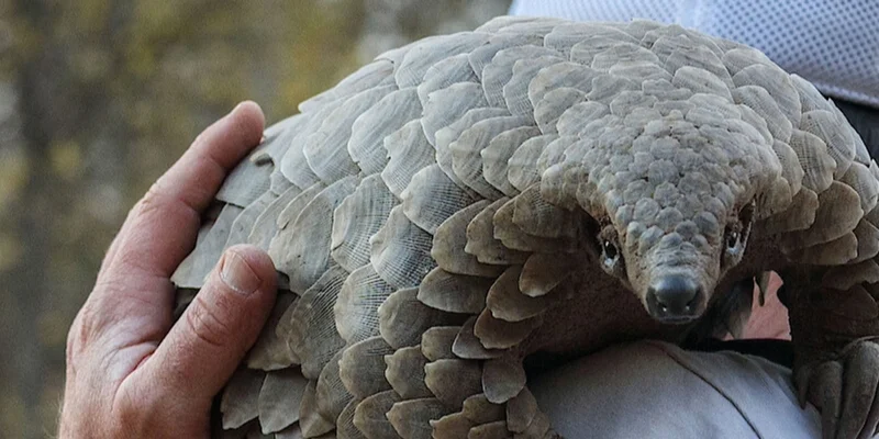 Kulu Token: Exploring the Netflix's Pangolin Meme Coin on Solana