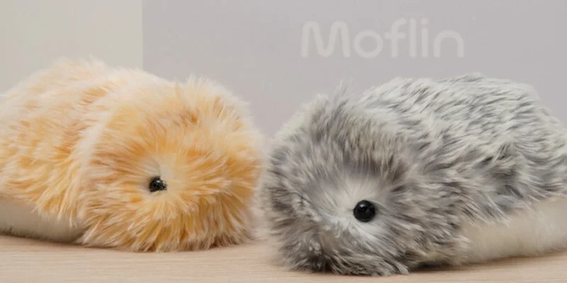 MOF Token Solana: Unveiling the Mystery of This Solana Meme Coin
