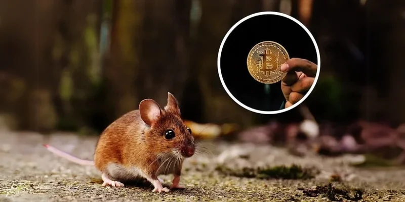 Eduardo Token：Solana 上冉冉升起的新 Meme 币 - 会是下一个爆款吗？