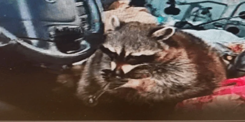 Solana 上的 Chewy Token ($CHWY):Crackcoon、Roaring Kitty 与 Meme 的力量