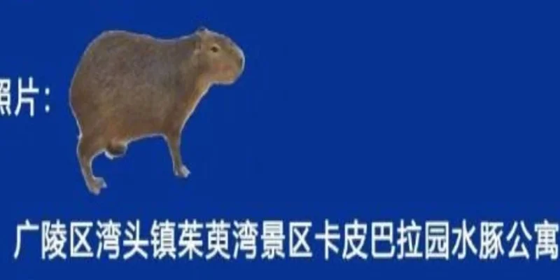 BNB Chain 上的 Doubao Token：Meme 市场洞察与风险