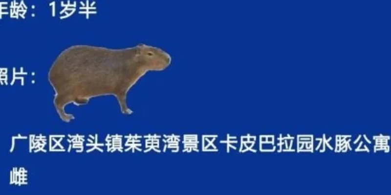 Solana 上的 Doubao Token：Meme 投资者须知