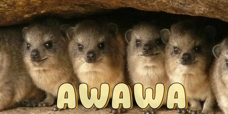 Awawa ($AWAWA) 代币：Solana Meme 币深度解析和追踪工具