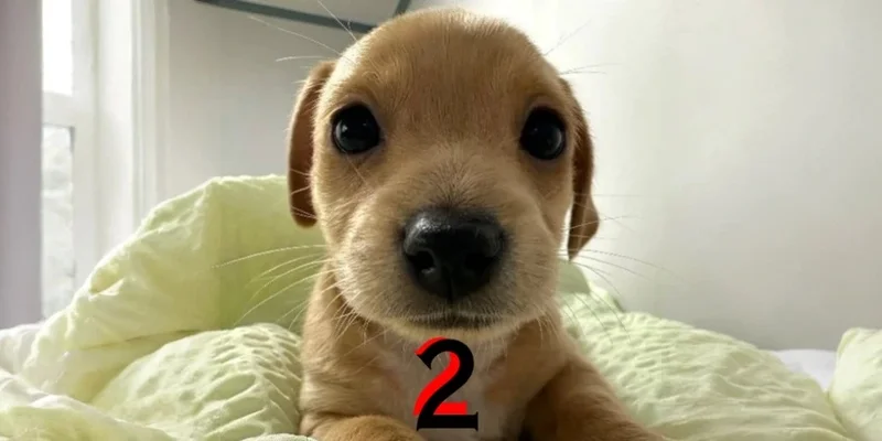 探索 billy2：与 BILLY 相关的 Solana 高风险 Meme 币
