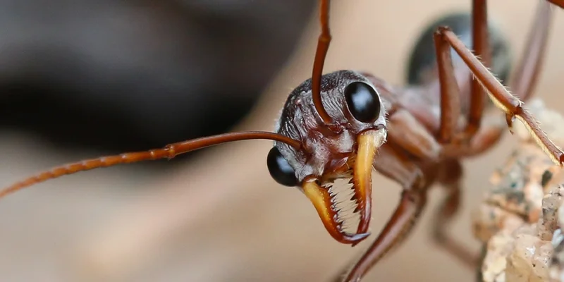 SolanaのANTSトークン：ANT COLONYミームコインについて知っておくべきこと