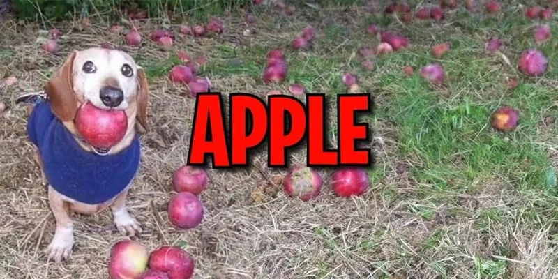 探索Solana上的爆红狗狗币APPLE