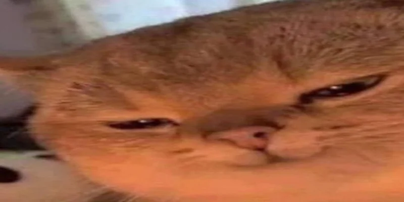 IranCat：解读Solana上的病毒式Meme币