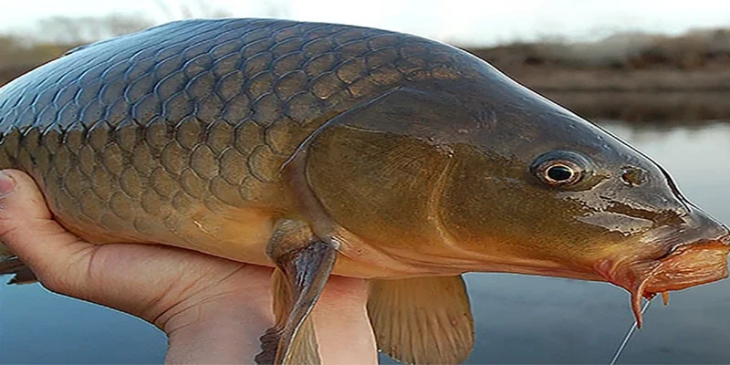 ソラナの最新ミームトークン旋風「X Carp Cult (#CARP)」を徹底解剖