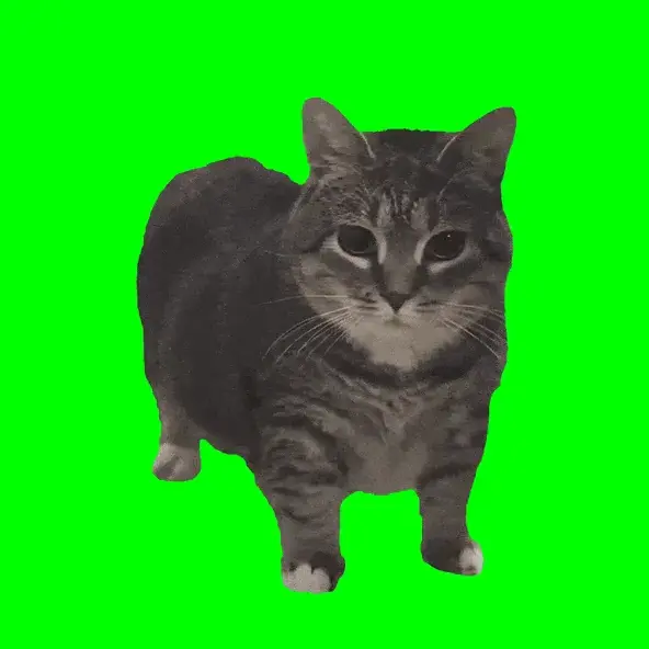 Spinning Cat ($OIIA) against a green background