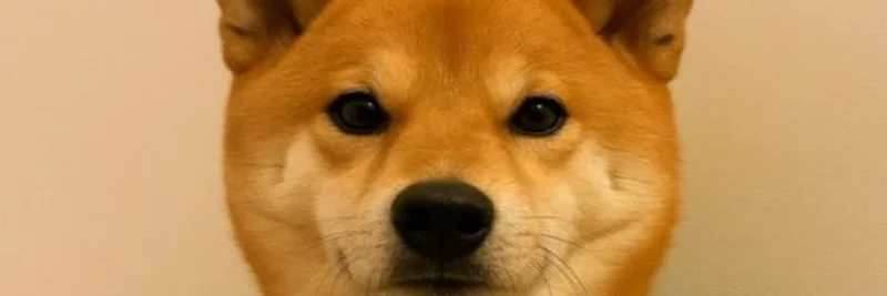 Dog In Vest (INVEST) Token: A Complete Guide to Solana’s Trending Memecoin