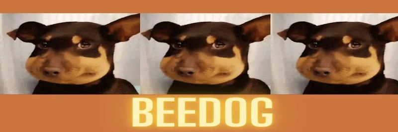 Solana上のBee Dog（蜜蜂狗）トークン：ミームコインの特徴、リスク、市場洞察の完全ガイド