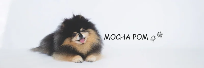 موكا بوم (MOCHA): غوص عميق في رمز الميم المدعوم بالذكاء الاصطناعي على سولانا
