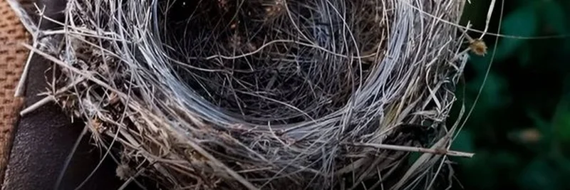 Ukrainian Birds Using Fiber Optics from Crashed Drones to Build Nests: A Fascinating Trend