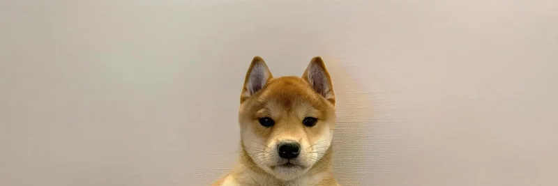 Dog (It's just a Dog): Your Guide to Solana’s Community-Driven Meme Token