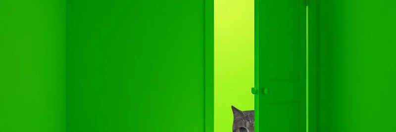 OIIAOIIA：復活の兆しを見せる不滅の回転猫ミームトークン