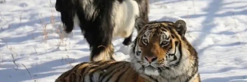 From Prey to Pal: Tiger and Goat's Friendship Offers Lessons for Meme Token Enthusiasts