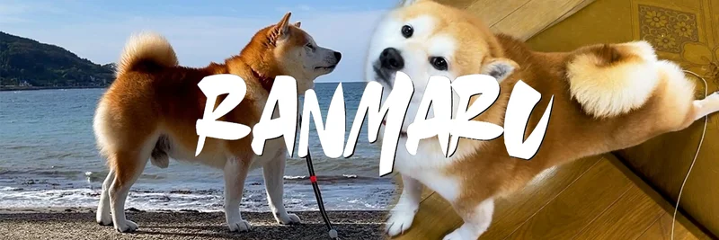 RANMARU (Ranmaru the Shiba Dog): What It Is, Contract Address, Risks, and How to Buy on BNB Chain