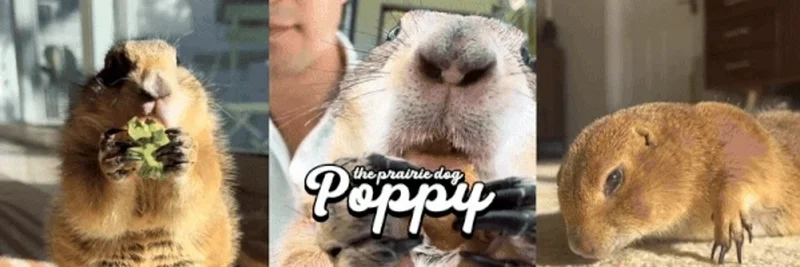 POPPY (BNB Chain) トークン深掘り：アドレス 0x380bfb9d43ad0d62235d41467ebd517eb823bb04、流動性、リスク、調査方法