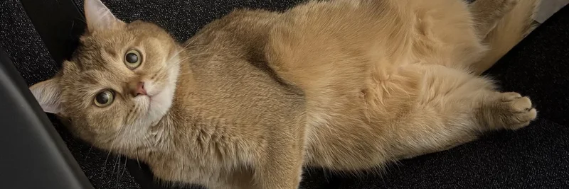 Crypto Trader Teaches Cat to Trade Prediction Markets on Polymarket: Feline Quant in the Making?