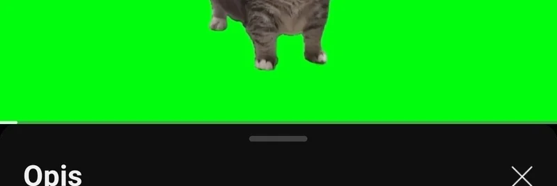 데일리 Spinning Cat 조회수 업데이트: OIIAOIIA 밈 토큰 공정 시가총액 3.59억 기록