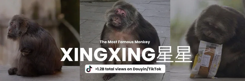 Xing (XING) on BNB Chain: Tokenomics, Utility, Roadmap, and Where to Trade