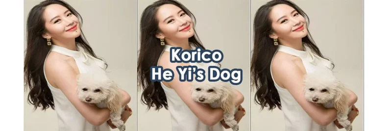 Korico on BNB Chain (KORICO): Price, Security Checks, and How to Buy