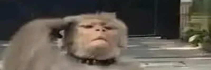 BNB Chainの马喽 (Malou) ミームトークン:意味、オンチェーンチェックリスト、リスク注意点