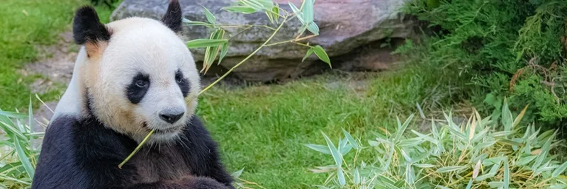 BNB 체인의 Huahua (花花): 가격, 토크노믹스 및 PancakeSwap에서 거래하는 방법