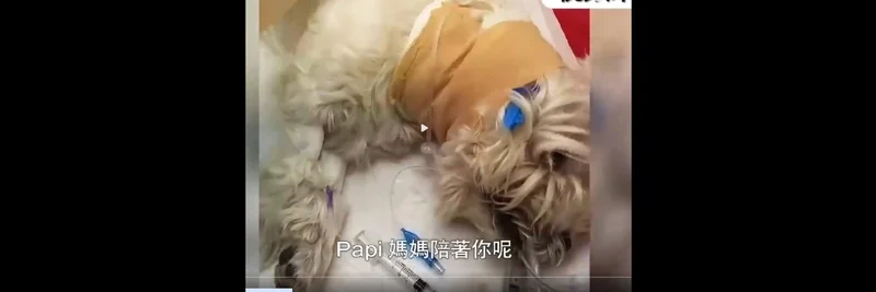 BNB Chain 上的 PAPI:迷因代币概览、流动性风险以及如何跟踪或交易