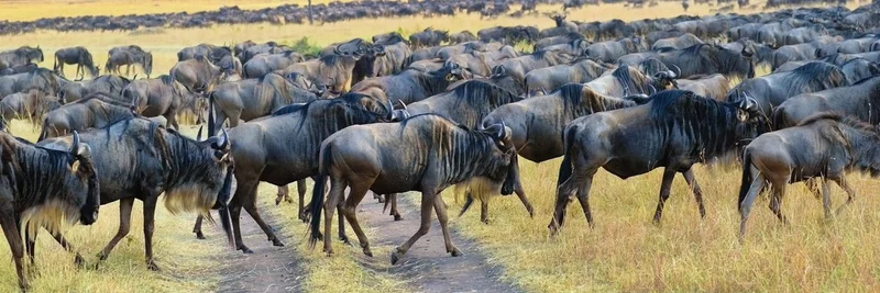 Crypto's Decentralization Dilemma: Why Meme Tokens Are the True Rebels Against State Control