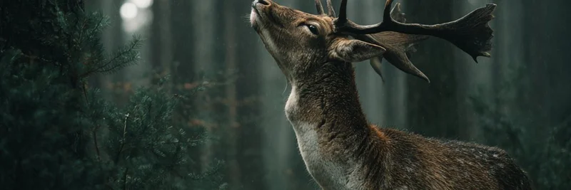 From Crypto Crashes to Spiritual Enlightenment: Hitesh.eth's Raw Journey to Lasting Happiness in Meme Trading