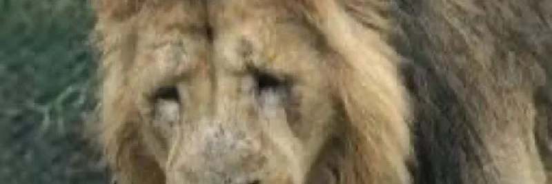 “无法雇佣的狮子”表情包直戳加密交易者的心